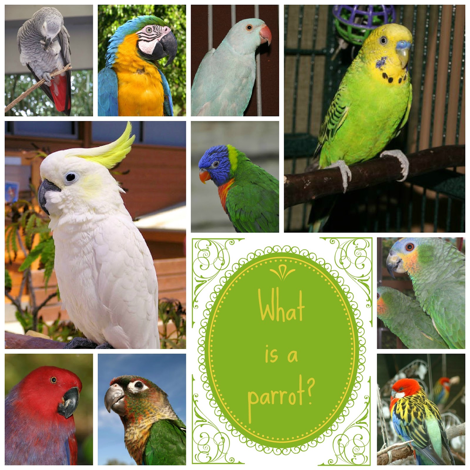 What is a parrot 68 What is a parrot 19