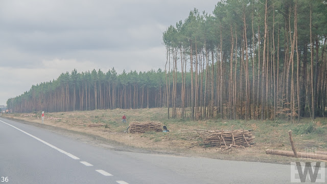 Wycinka drzew pomiędzy Białymi Błotami a Pawłówkiem