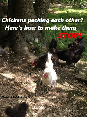 chickens in yard and how to stop them from pecking each other