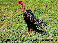 Kehebatan dan Kelebihan Ayam Saigon Patut Dipertimbangkan Kehebatan dan Kelebihan Ayam Saigon Patut Dipertimbangkan