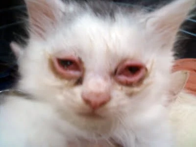 kitten with pink eye feline conjunctivitis