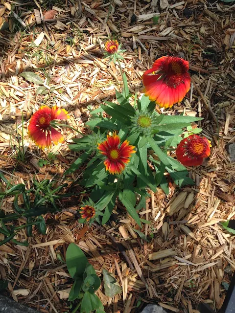 new flowers for the front