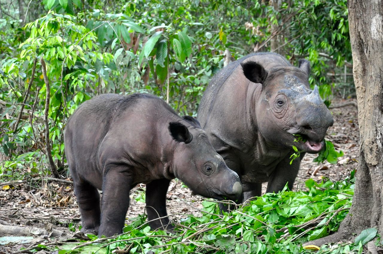 Носорог в тропическом лесу. Суматранский носорог. Суматранский двурогий носорог. Носороги в Индонезии. Суматранский носорог красная книга.