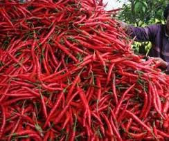 Panen dan Pasca Panen Cabe Rawit Panen dan Pasca Panen Cabe Rawit