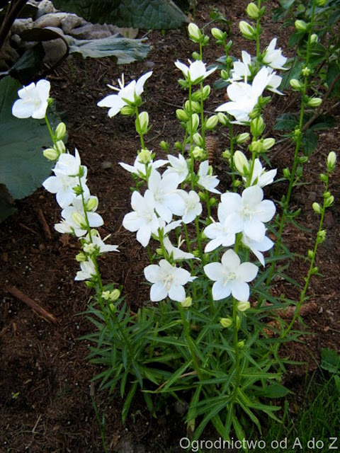 Dzwonek brzoskwiniolistny Campanula persicifolia