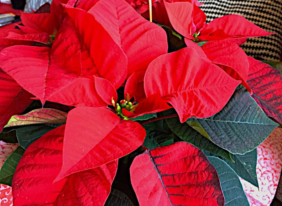 En ninguna casa puede faltar la Flor de Pascua