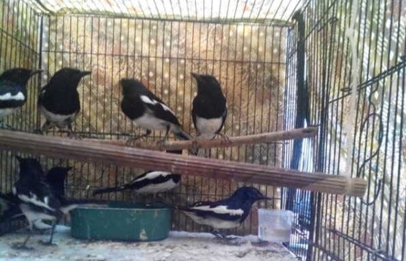 Kicau Burung Indonesia Perawatan Burung Kacer Bahan Ombyokan
