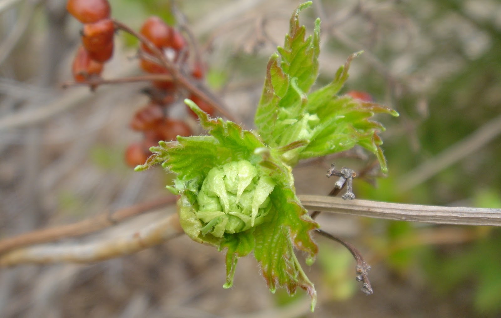 Wild Wild Woods viburnum