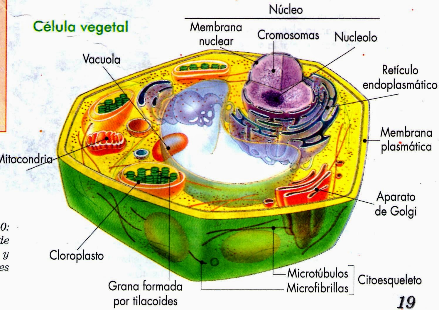 Partes de la celula vegetal