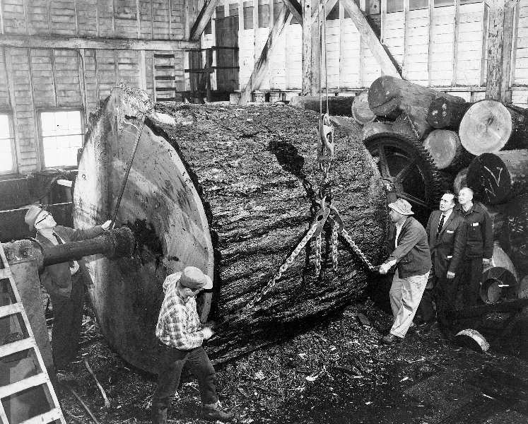 PERHUTANI PLYWOOD INDUSTRY When Plywood Was Invented?