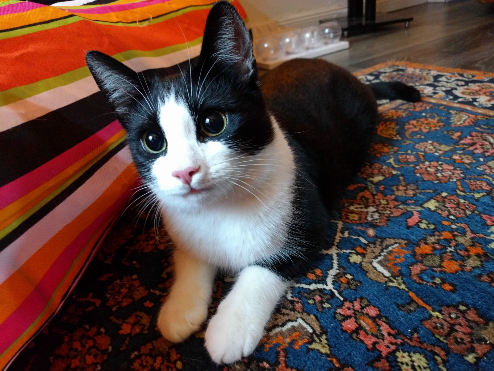 Cat Only Eats Once A Day Cat Only Eats Once A Day