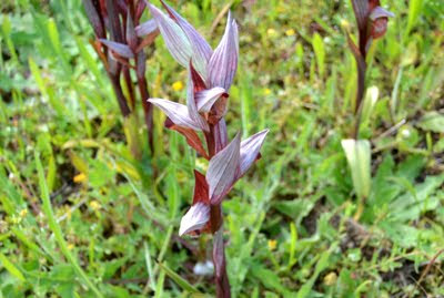 Serapias Vomeraceae (Serapide maggiore)