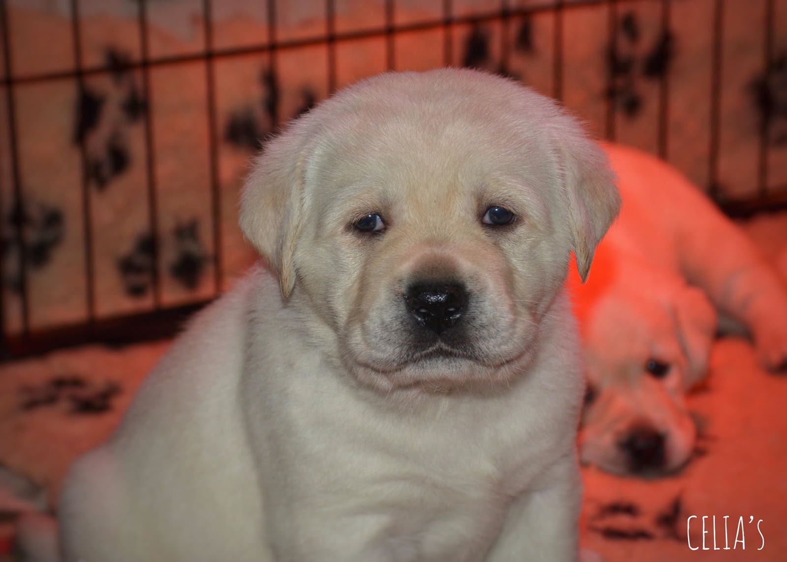 Allevamento Labrador Retriever In Sicilia Cuccioli Labrador