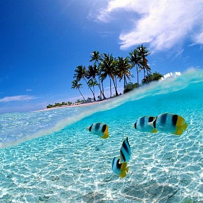 Wakatobi Islands :  The Divers Paradise