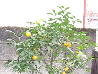 【人気ダウンロード！】 柚子 庭植え 314723-柚子 庭植え