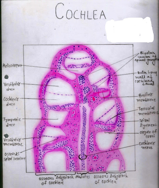 Histology Image: Ear