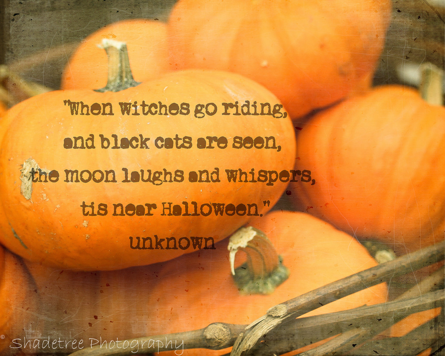 pumpkin captions for instagram pumpkin captions for instagram