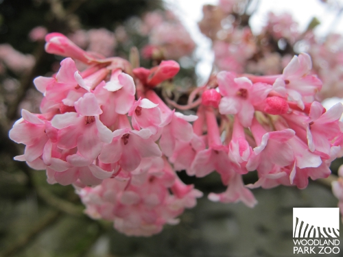 Sweetbay Blooming Friday Prunus Mume And Winter Honeysuckle