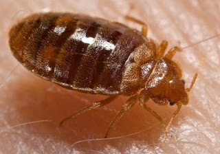 Cimex hemipterus Jenis-Jenis Arthropoda Patogen (Sikilus Hidup, Gejala Klinis, Pencegahan & Pengobatan)