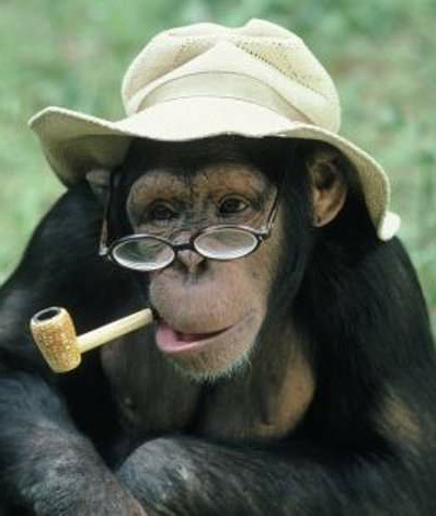  Gambar Monyet Lengkap dan Lucu Kumpulan Gambar 