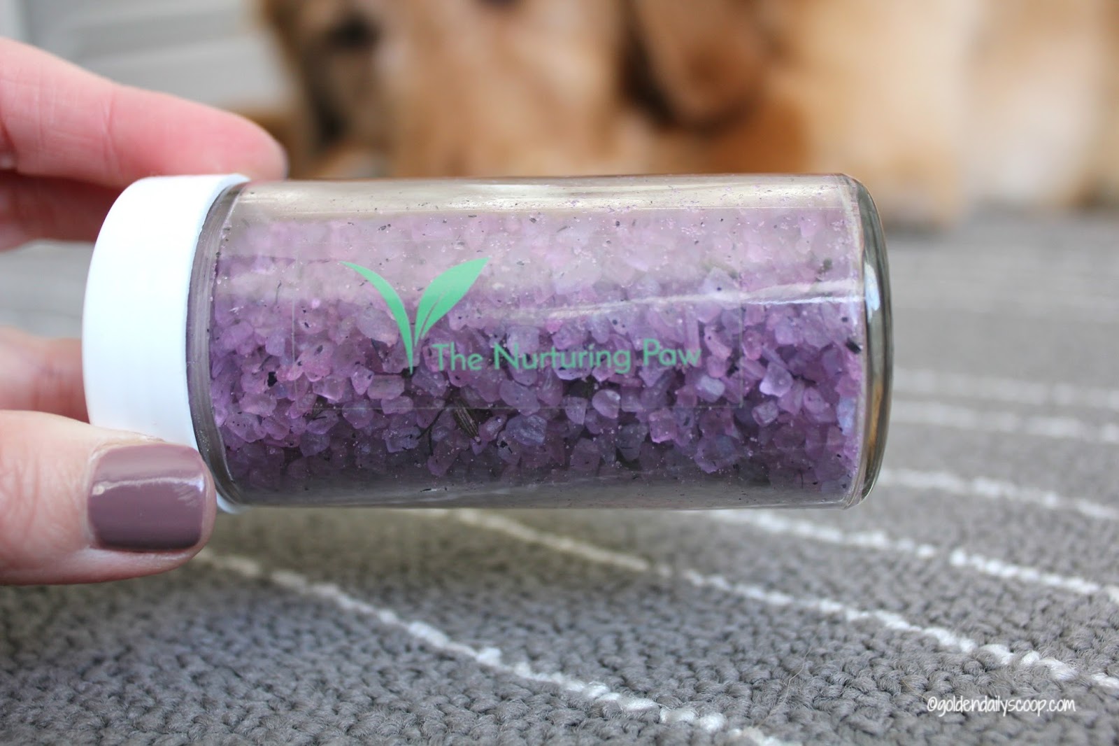 A Unique Way To Share a Spa Experience With Your Dog