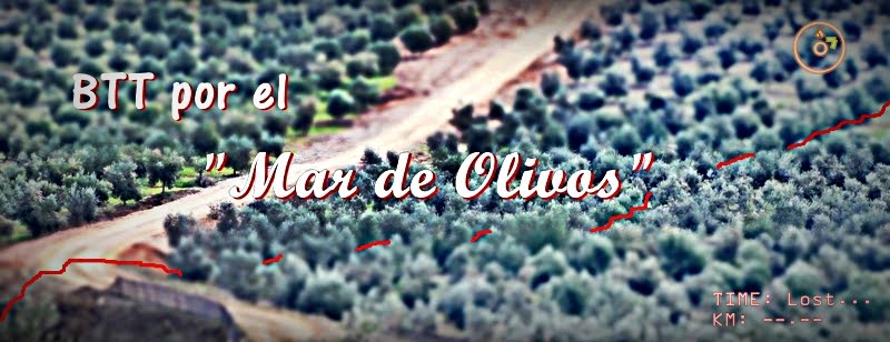 Enduro BTT en el mar de olivos