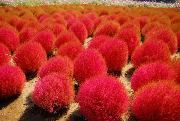 M - TECH GARDENS: HOW TO GROW KOCHIA SCOPARIA GRASS FROM SEEDS