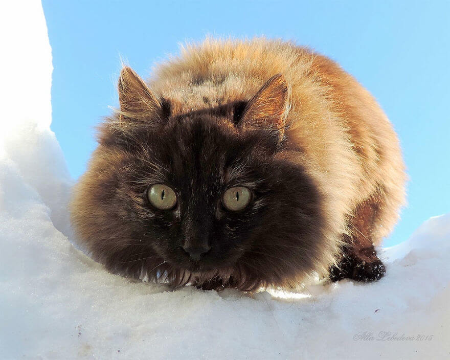 20 Incredible Pictures Of Glorious Siberian Farm Cats