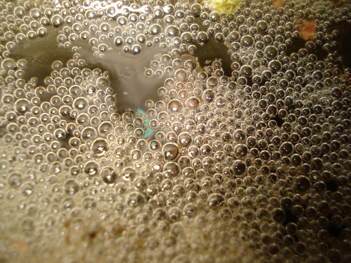 All about betta fish: bubble nest of betta fish