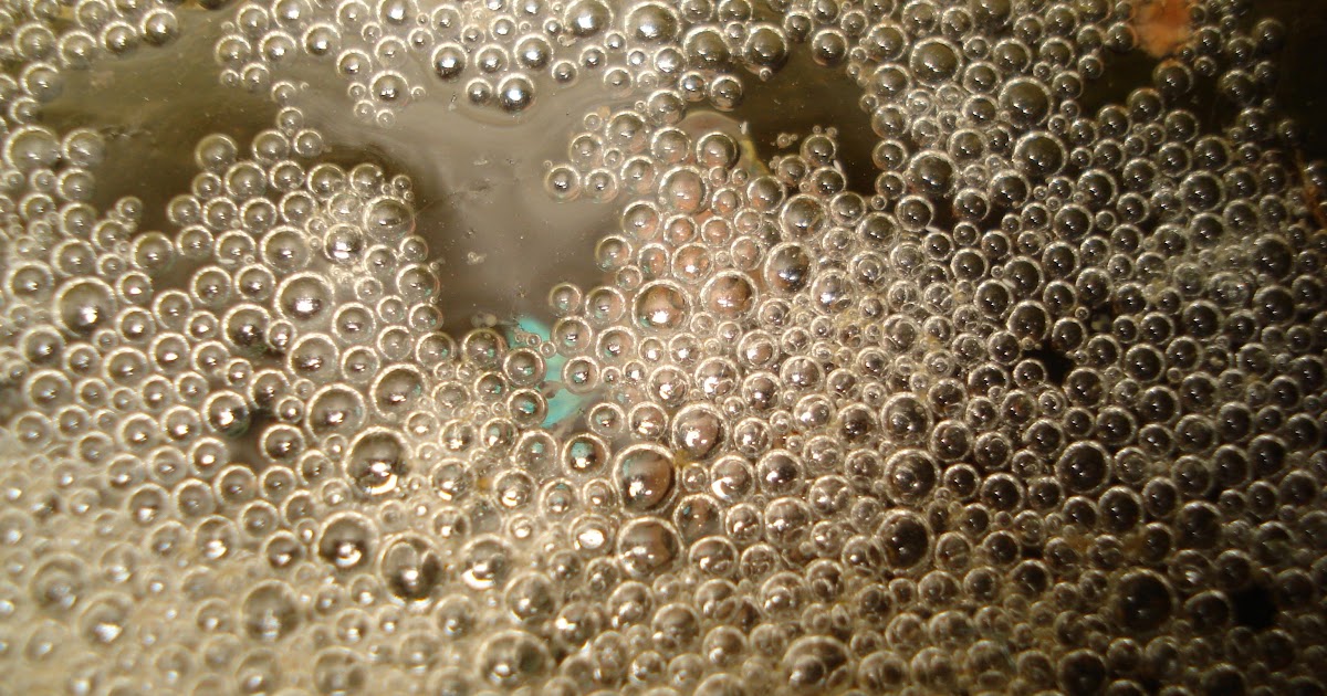 All about betta fish: bubble nest of betta fish