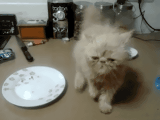The 25 Coolest Gifs of Dancing Animals to Brighten Your Day