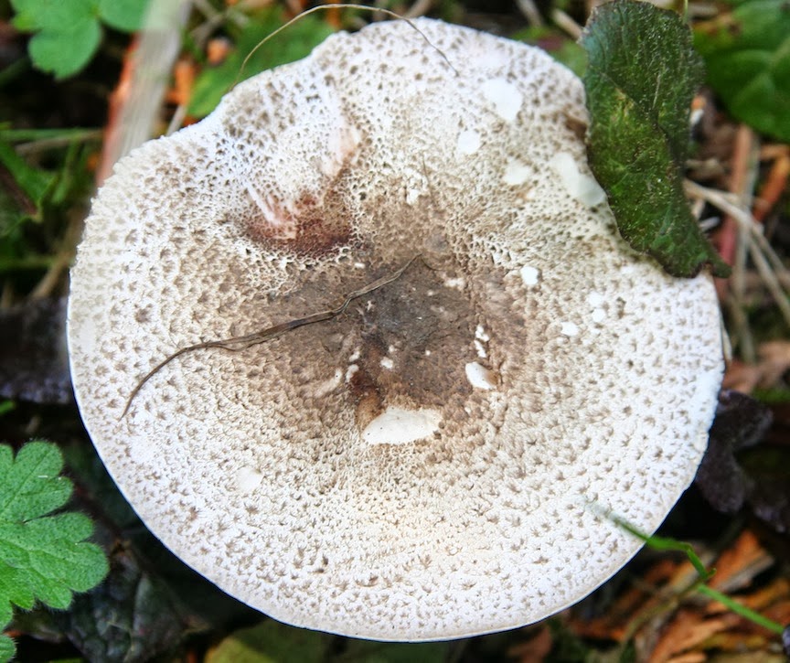 Weeding on the Wild Side Blue Macro Monday, October 21, 2013