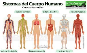 sistema del cuerpo humano