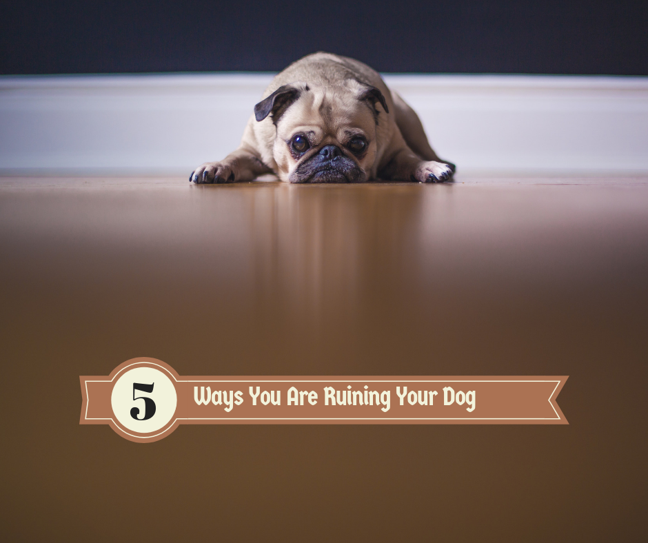 Bark City Doggy Daycare 5 Ways Your Are Ruining Your Dog