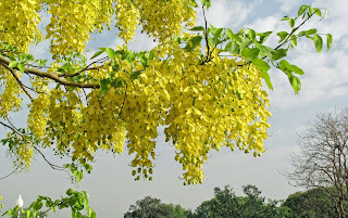 Cassia Fistula