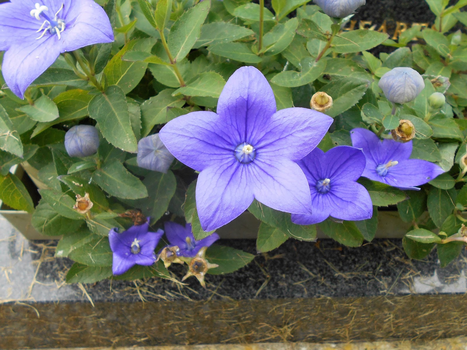 Tony's Blog Welton Road Cemetery, Daventry