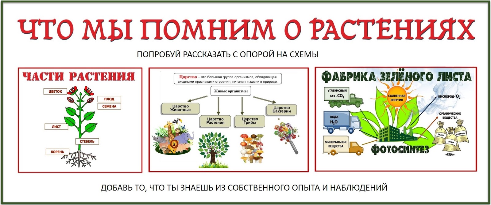 Пословицы о растениях Пословицы о растениях