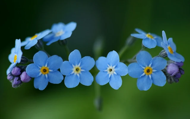 Foto met blauwe bloemen in een krans