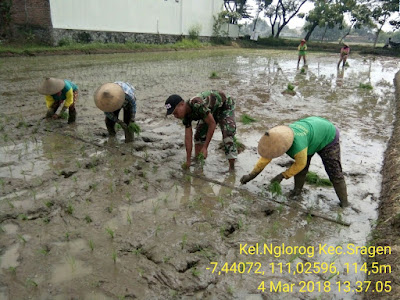 BABINSA PLUPUH BANTU PETANI TANAM PADI