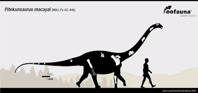 Pitekunsaurus bones
