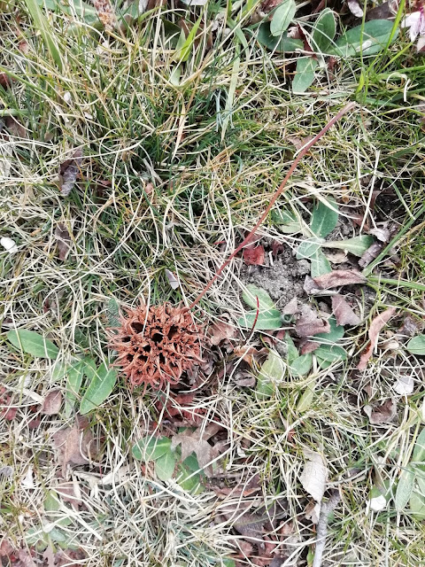 Liquidambar (Liquidambar styraciflua L.).