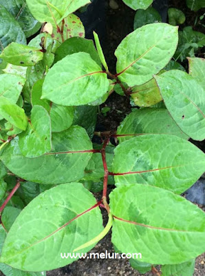 Ubat Kudis Buta Cara Tradisional Bertanya F