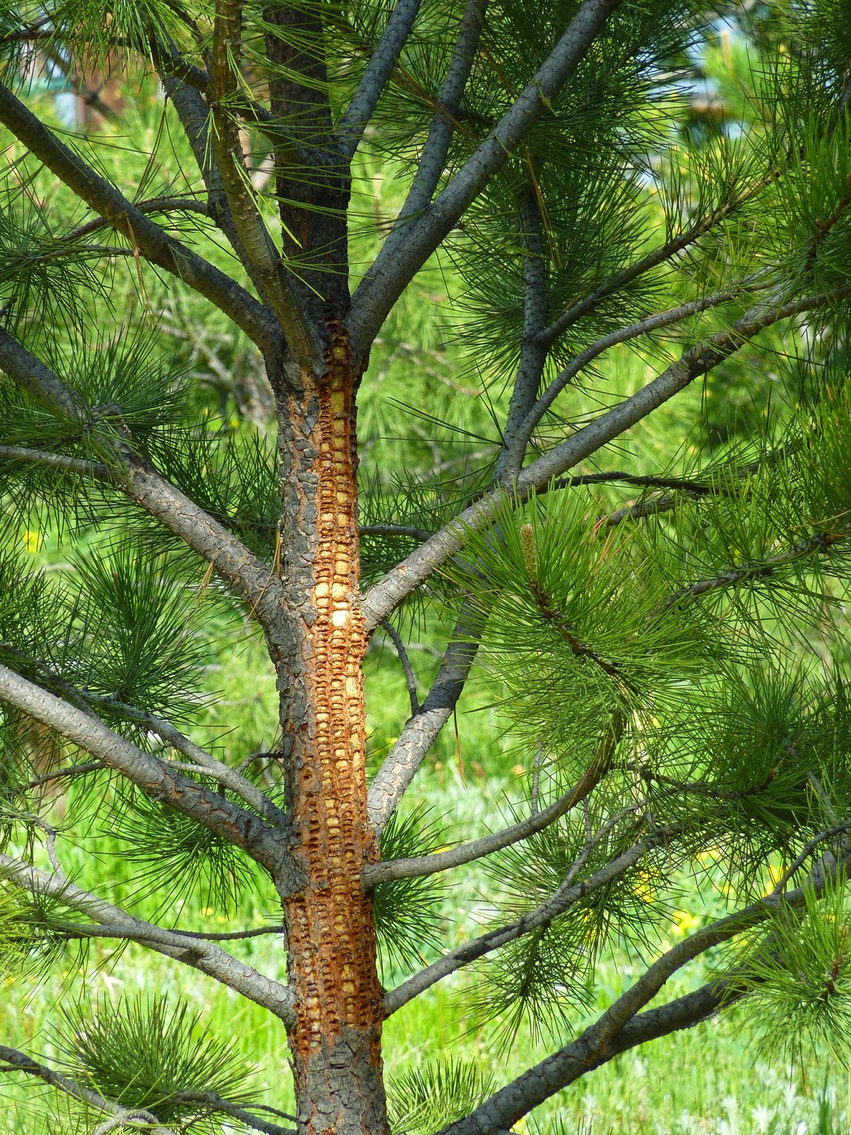 Colorado Mountain Gardener: Holy trees! Sapsucker Damage by Irene Shonle