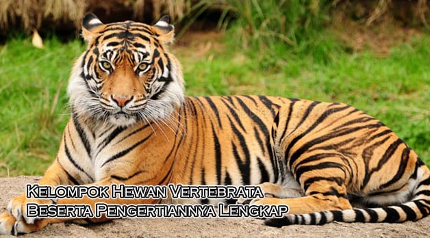 Kelompok Hewan Vertebrata Beserta Pengertiannya Lengkap