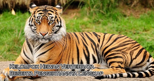 Kelompok Hewan Vertebrata Beserta Pengertiannya Lengkap Portal