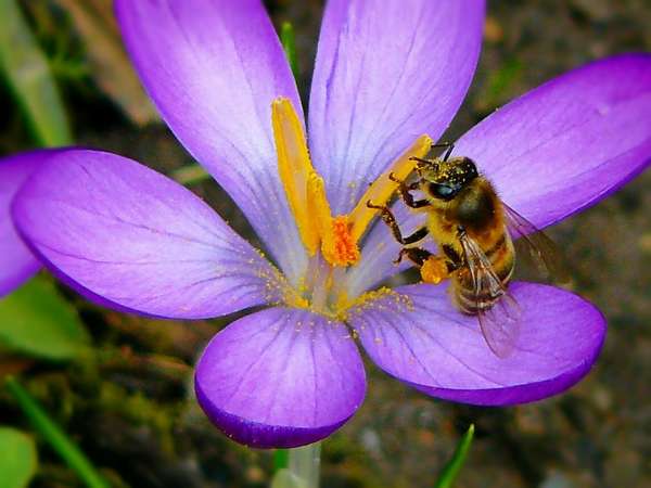 Bienfaits du pollen