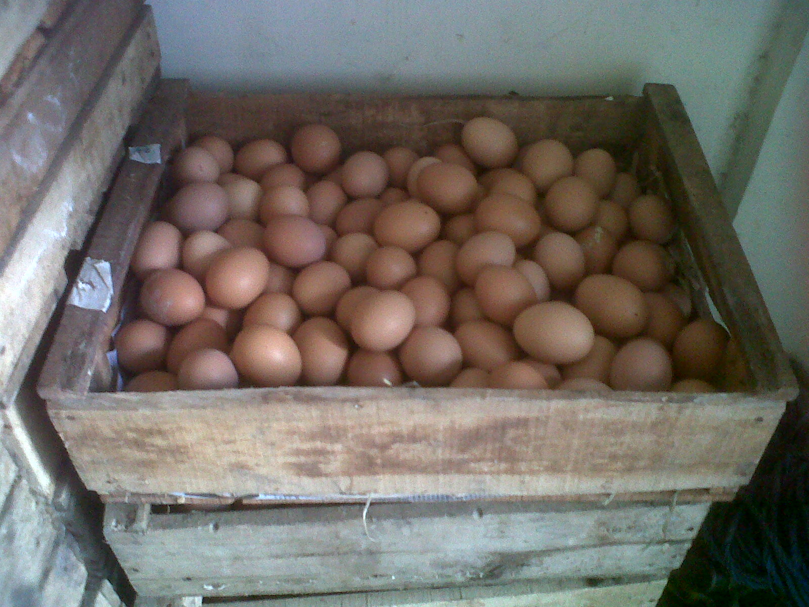 Distributor Telur Ayam Agen Telur Ayam Murah Pemasaran Ayam