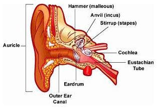 Bagian dan Fungsi Telinga