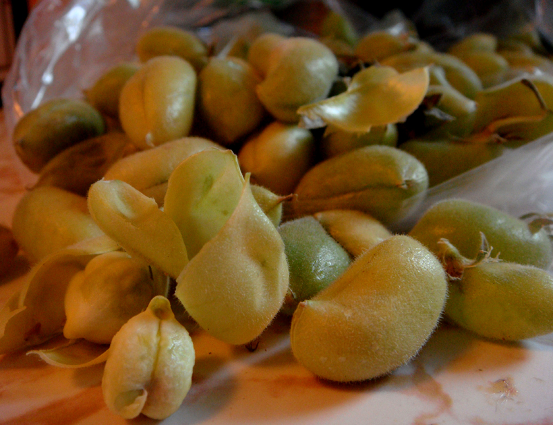 Fresh Green Chickpeas