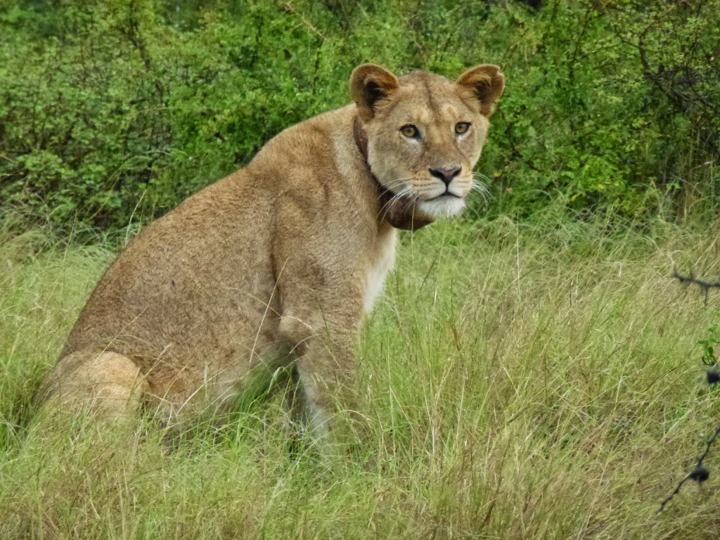 Maasai Wilderness Conservation Trust Why the Lion Collars?